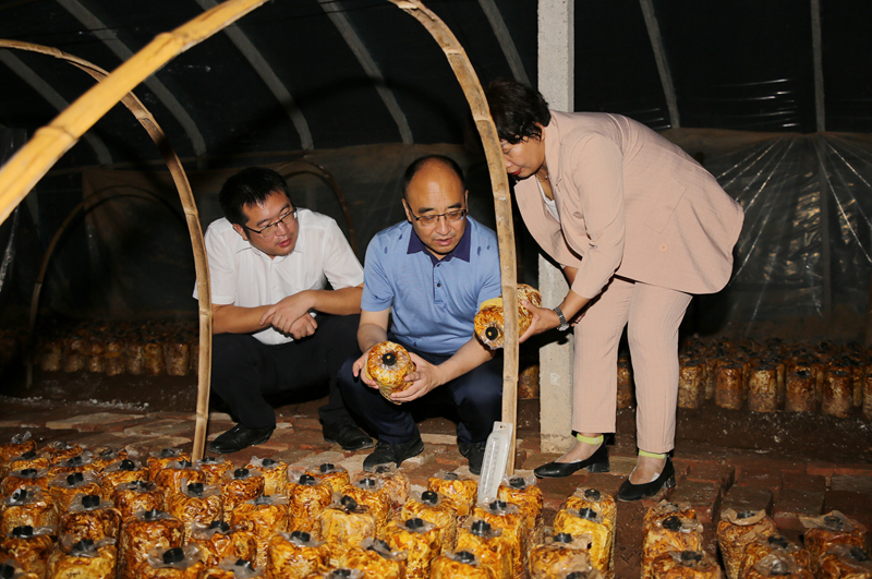 姚遜在次營鎮(zhèn)調(diào)研